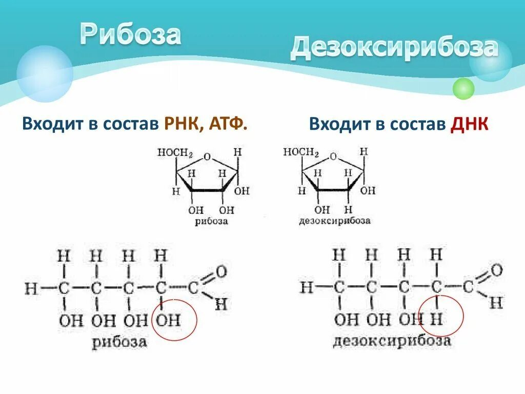 Структура рибозы и дезоксирибозы. Структура формула рибозы. Рибоза структурная формула циклическая.