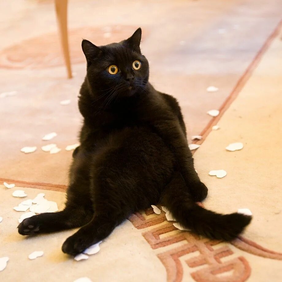 Зачем сижу. Черный кот Котоматрица. Стишок про черного кота. Сижу никого не трогаю починяю примус. Васенька ушибся.