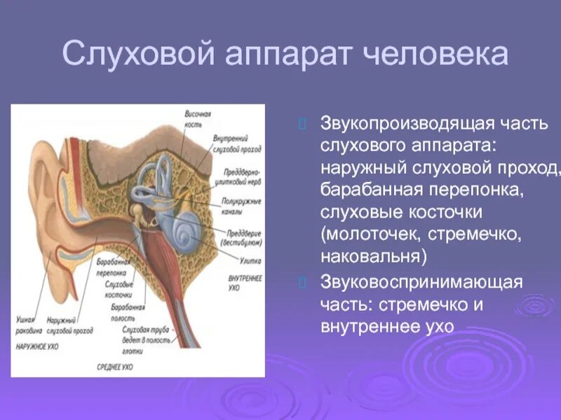 Слуховой аппарат человека. Слуховой проход барабанная перепонка слуховые косточки. Наружниц слуховой аппарат. Слуховой аппарат название частей.