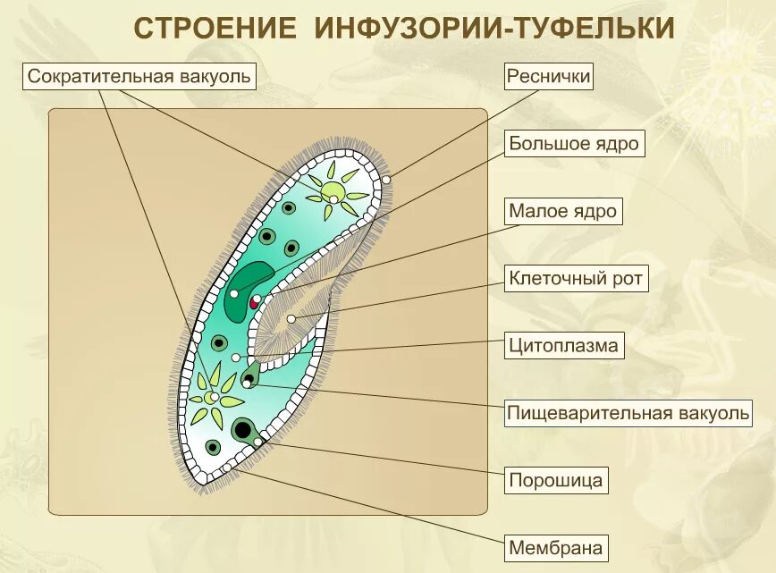 3 простейших моделей. Строение инфузории туфельки 7 класс биология. Биология 5 класс инфузория туфелька строение. Простейшие биология 5 класс инфузория туфелька. Строение инфузории туфельки 5 класс биология.