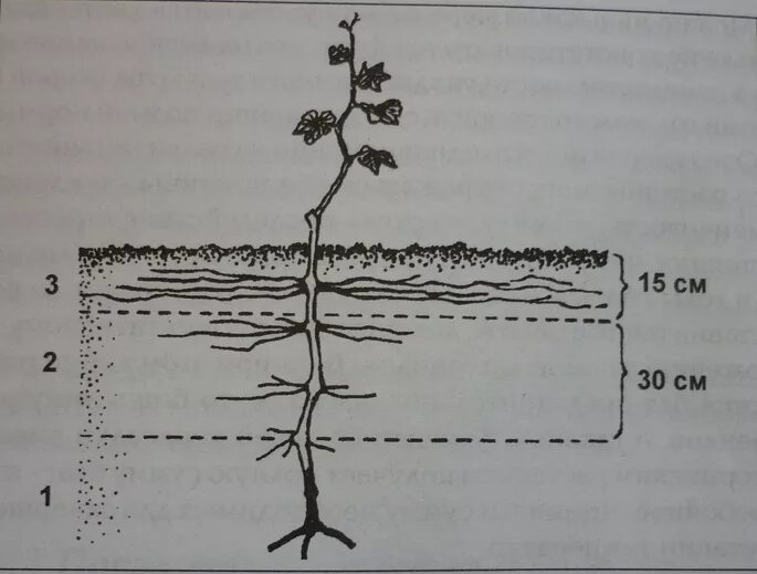 Корневая система винограда. Корневая система винограда схема. Корневая система винограда Размеры. Корни винограда глубина.