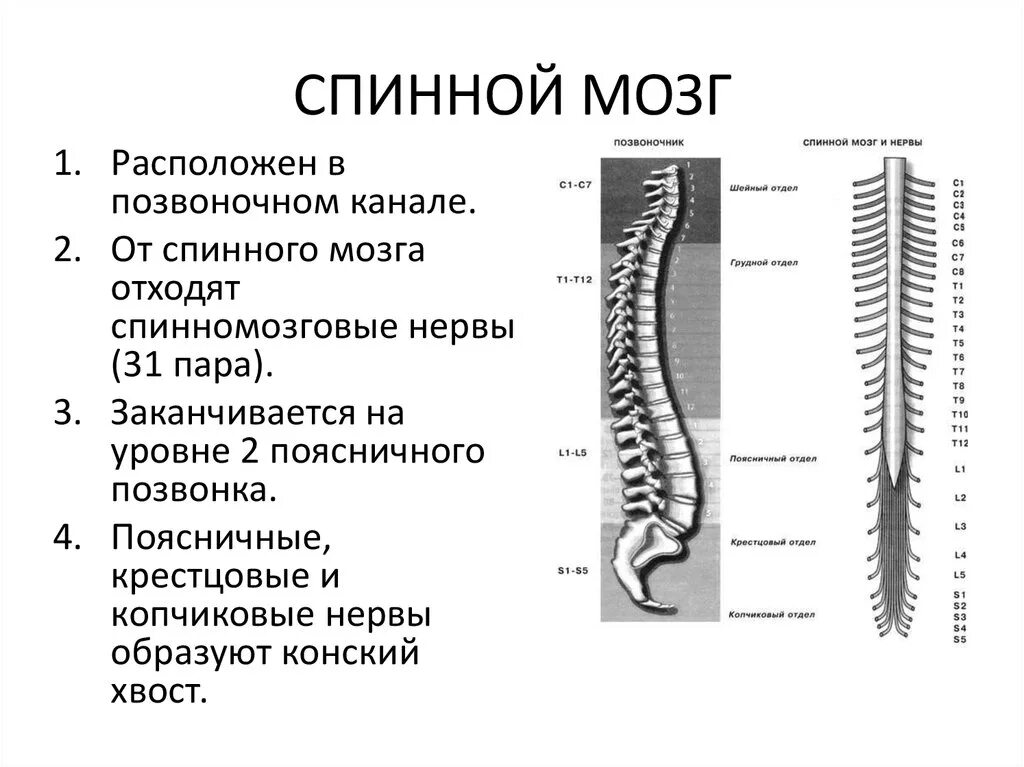 Сколько пар спинномозговых нервов отходят. Спинной мозг расположен в позвоночном канале от. Строение спинного мозга отделы. Спинной мозг расположен в позвоночном канале от с1 до s1 позвонка. Спинной мозг заканчивается на уровне поясничных позвонков.