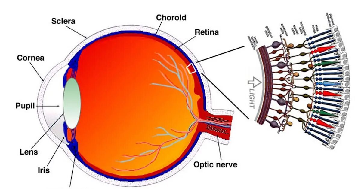 Строение сетчатки рисунок