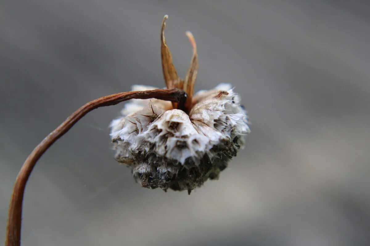 Страдающий цветок. Armeria maritima. Засохшие цветы. Увядшее растение. Засохшее растение.