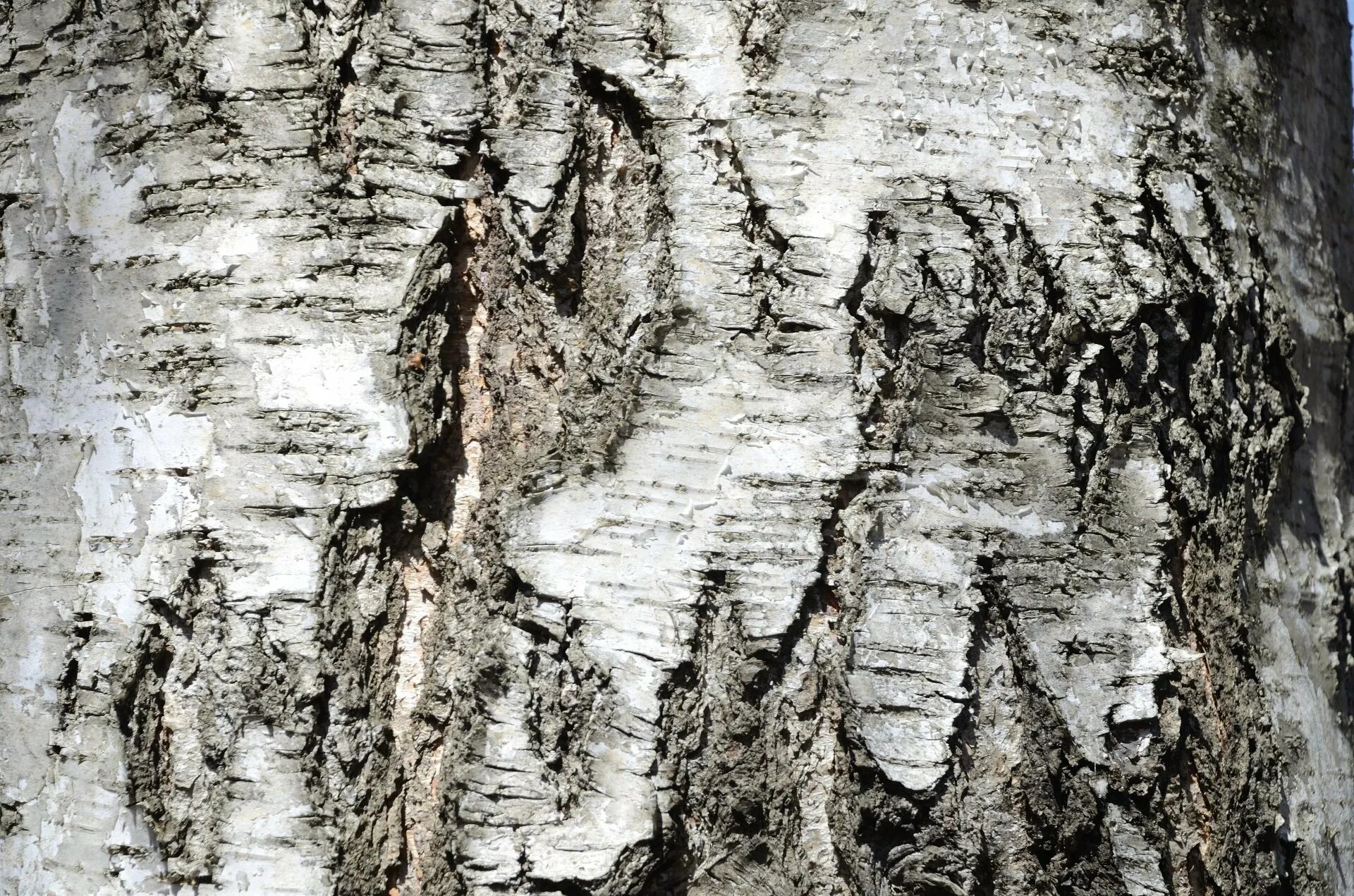Birch bark. Кусок коры дерева. Береста березы. Birch bark. Birch bark.