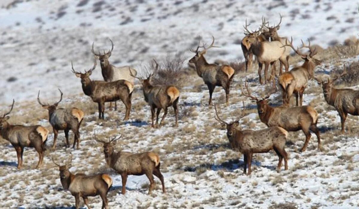 европейская косуля оленевые. олень в кустах. сколько оленей 3 класс 12 и 6 клеток. олень рогач. олень важенка с рогами.