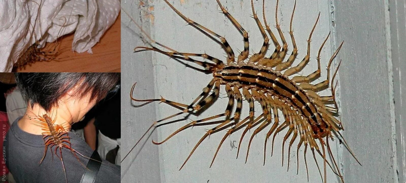 Могут ли сороконожки. Скутигера-мухоловка. Сороконожка мухоловка тараканы. Двухвостка многоножка. Скутигера-мухоловка.
