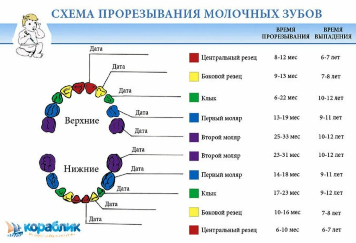 Зубы по возрасту таблица. Схема пропезания зубов. Зубы ребенка схема прорезывания зубов. Зубы у детей до года схема. График прорезывания молочных зубов у детей.