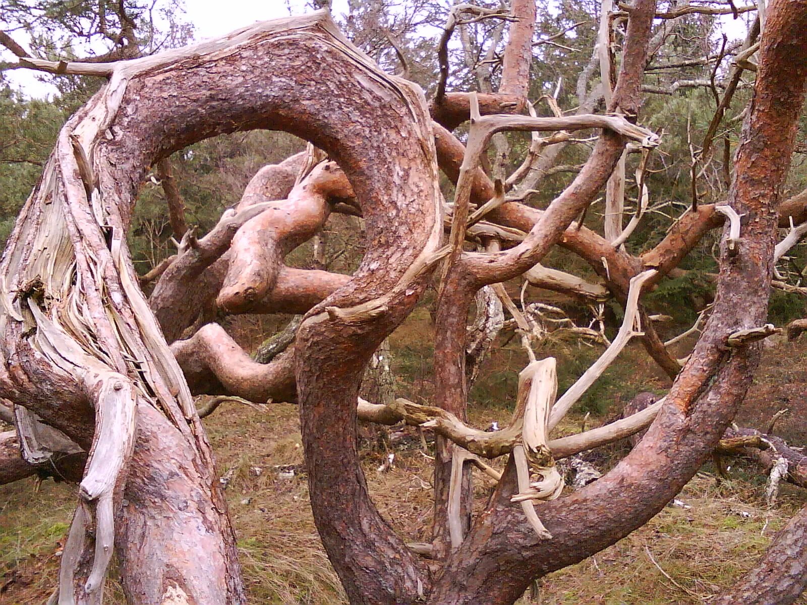 Танцующий лес в польше. Изогнутые стволы деревьев. Кривой лес грыфино польша. Сосновая коряга. Необычные березы.