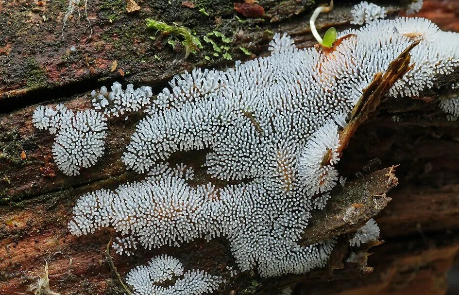 Гриб слизевик плазмодий. Слизевики Myxomycota. Гриб слизевик Ликогала. Ceratiomyxa fruticulosa. Слизневик