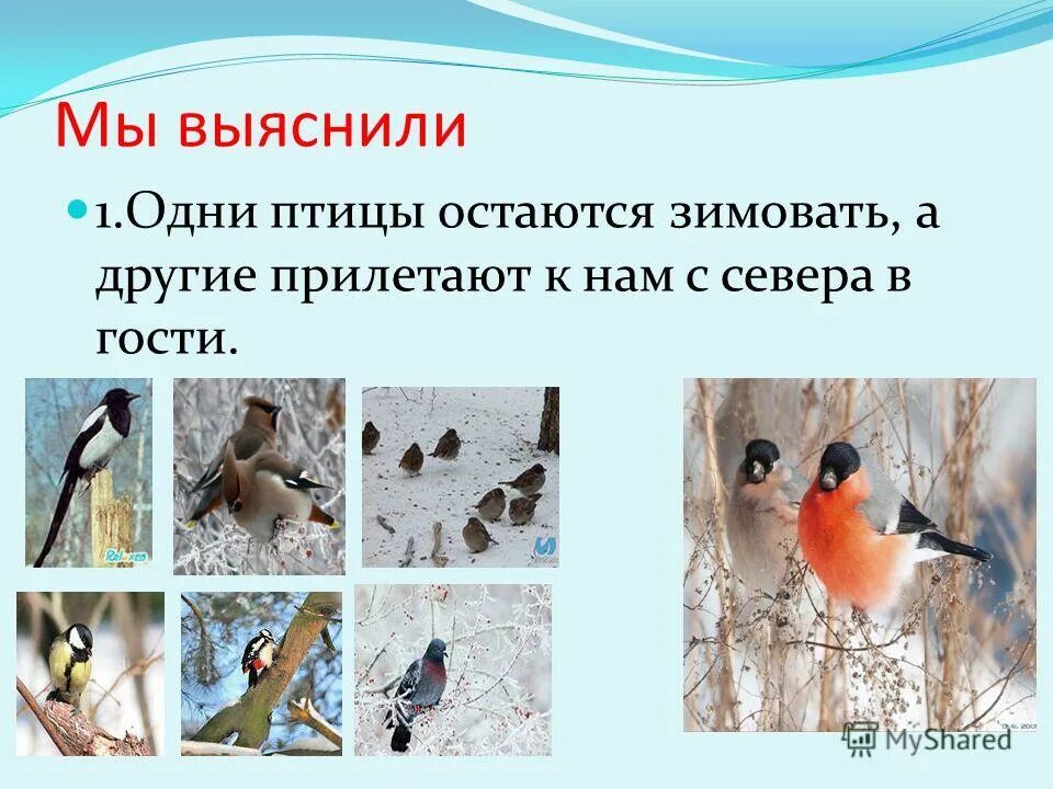 зимующие птицы улетают в теплые. почему птицы улетают в теплые края на зиму. причины отлета птиц. почему остаемся зимовать. почему их называют зимующими птицами.