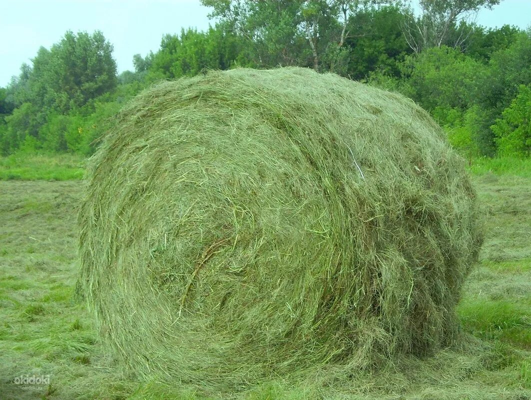 Сено Луговое разнотравие тюки. Сено 200 кг тюки. Сено Луговое зеленое. Сено в тюках 20 кг. Рулон сена цена