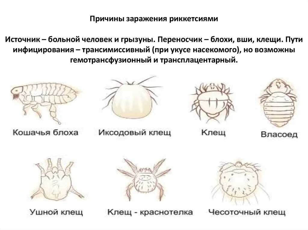 Чем наружные паразиты отличаются от. Клещевой риккетсиоз источник инфекции. Внешние паразиты кошек.