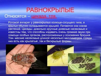 К какому типу развития относится