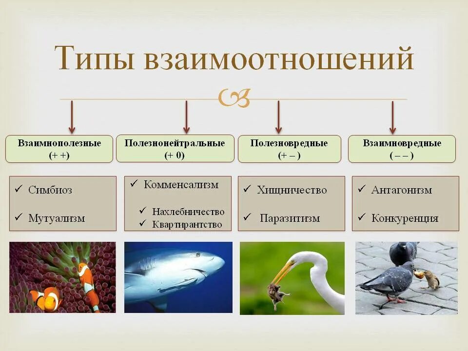 Типы взаимоотношений организмов. Типы отношений между организ. Типы отношений между организмами. Типы взаимоотношений организмов в природе