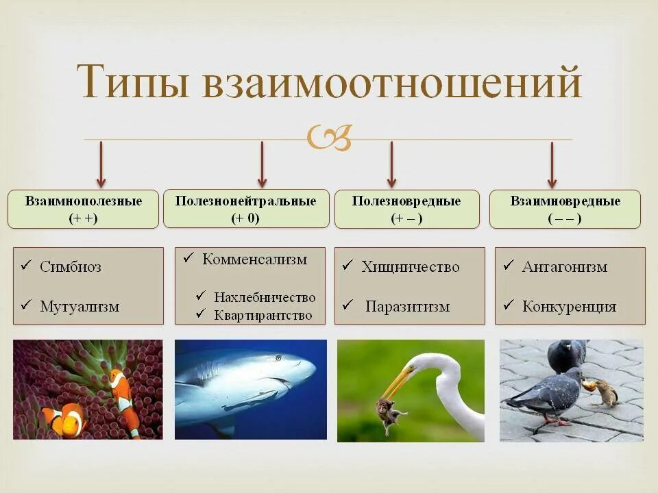 Определите взаимо. Типы биотических взаимодействий схема. Типы взаимоотношения организмов. Типы отношений между организмами. Типы взаимодействий в природе.