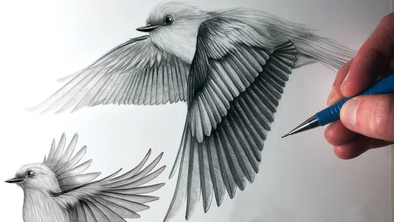 Птица рисунок. Птица карандашом. Птичка рисунок карандашом. Красивые рисунки птиц карандашом.