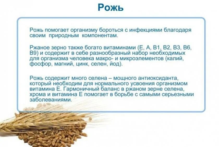 Овес состав. Рожь полезные свойства. Полезные свойства пшеницы. Полезные свойства ржи. Характеристика ржи.