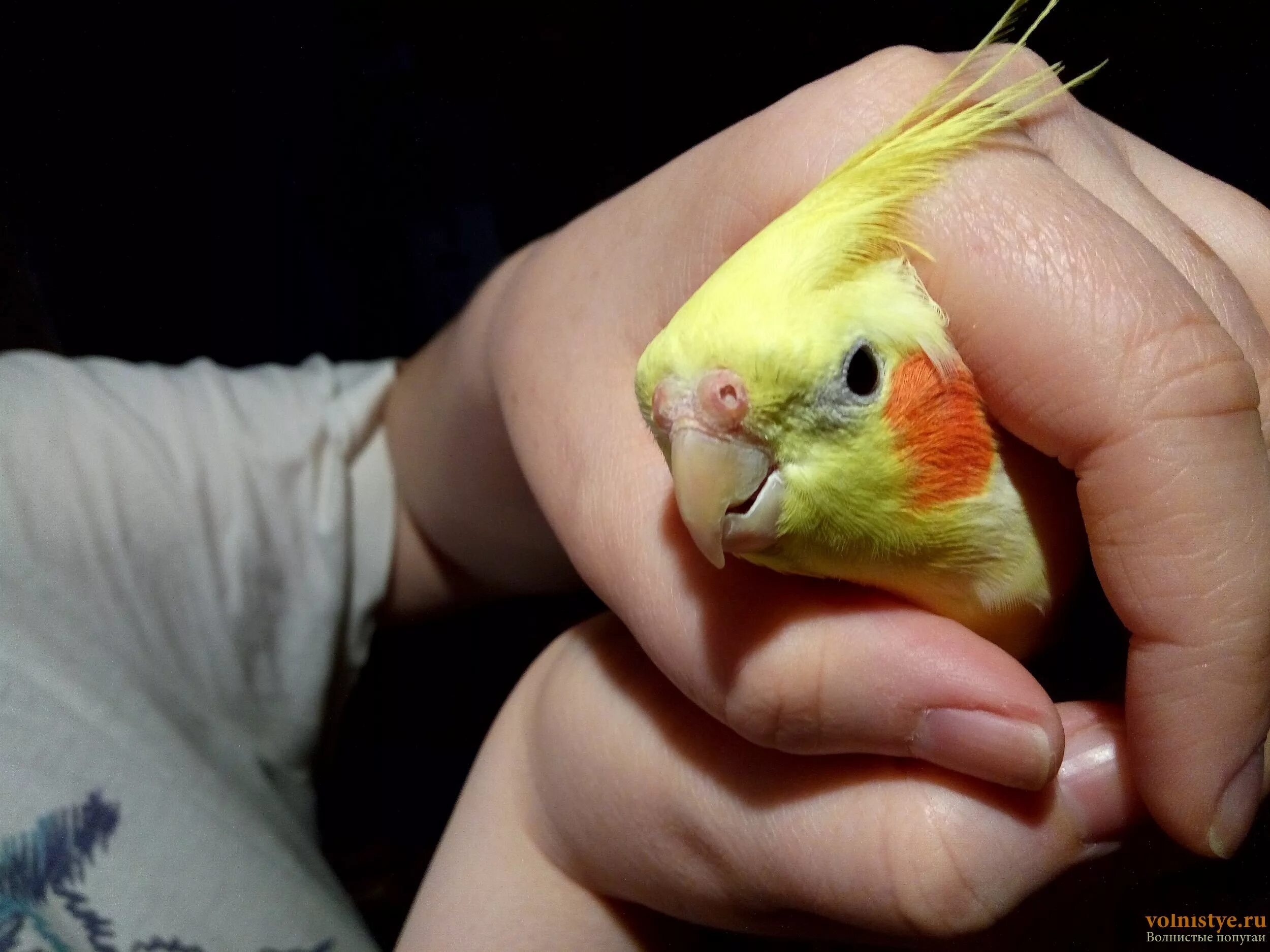 Попугай корелла. Попугай корелла дрожит. Плюшевый попугай корелла. Нимфа корелла попугай. Попугай корелла дрожит.