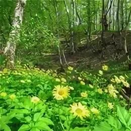 В лесу на солнечной полянке расцвели гвоздика. Весенние Лесные цветы названия. Какие цветы растут в лесу. Вырос цветок на Поляне. Черемша в Адыгее.