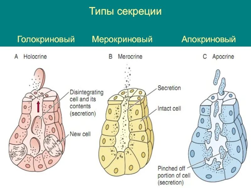 Мерокриновый тип секреции. Галакриного тип секреция. апокриновый мерокриновый и голокриновый тип секреции. голокриновый тип секреции схема. галокриной типсереции.