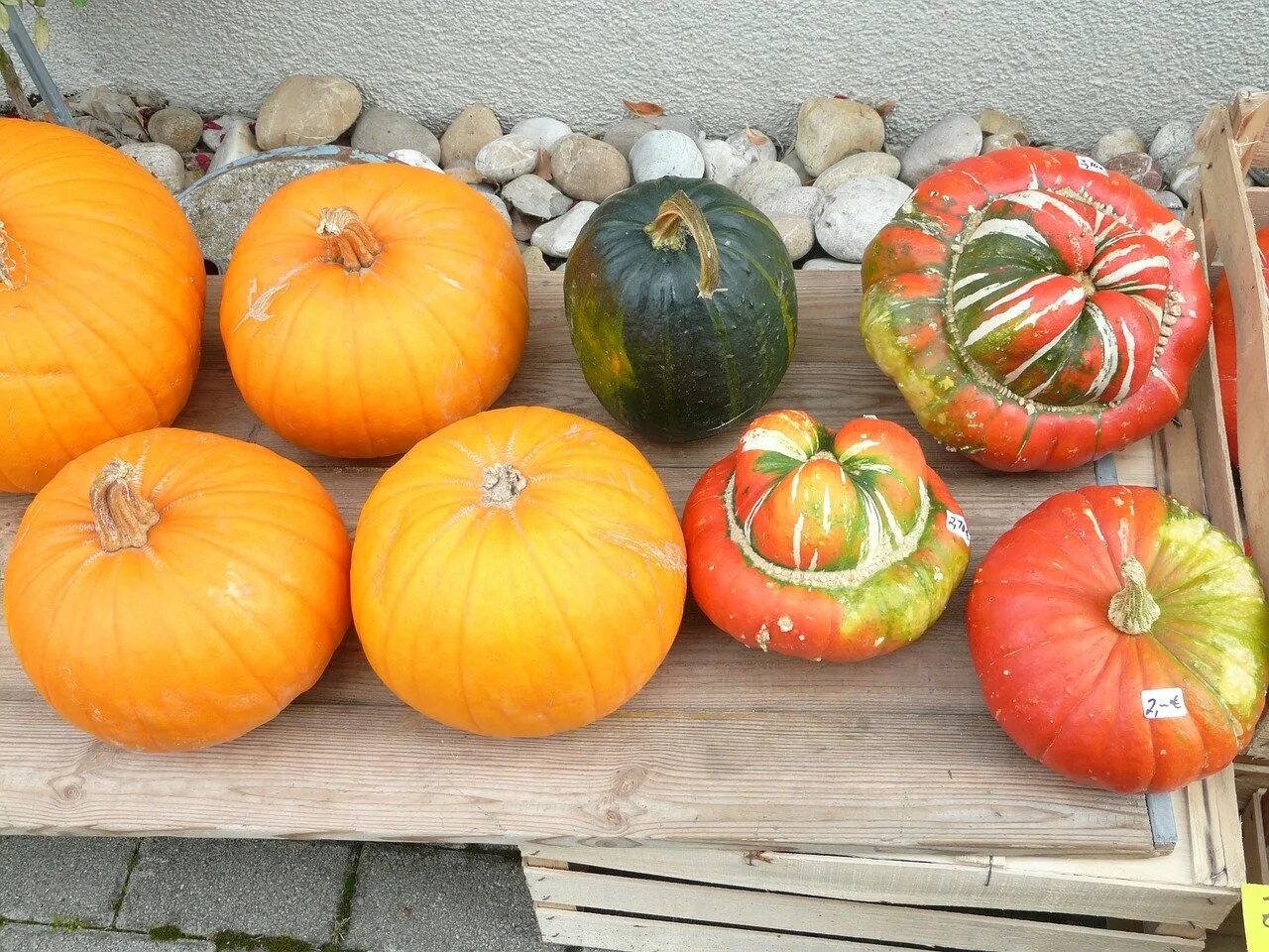 Тыква 6 месяцев. Тыква Cucurbita maxima. Тыква декоративная Кукурбита. Тыква сорт Апельсинка. Тыква декоративная Апельсинка Гавриш.