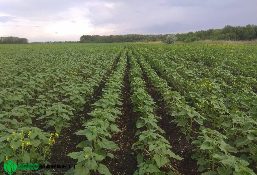 Подсолнух бела. Белый подсолнух. Семена подсолнуха. Характеристики семян подсолнечника. Подсолнух бела.