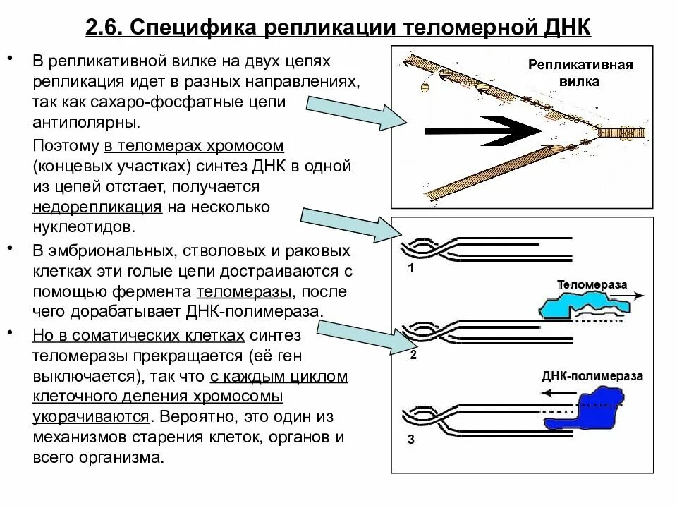 Характеристики процесса репликации. Репликация теломерных участков. последовательность событий при репликации днк. источники энергии репликации.