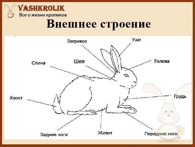 Классификация зайца по биологии 5 класс