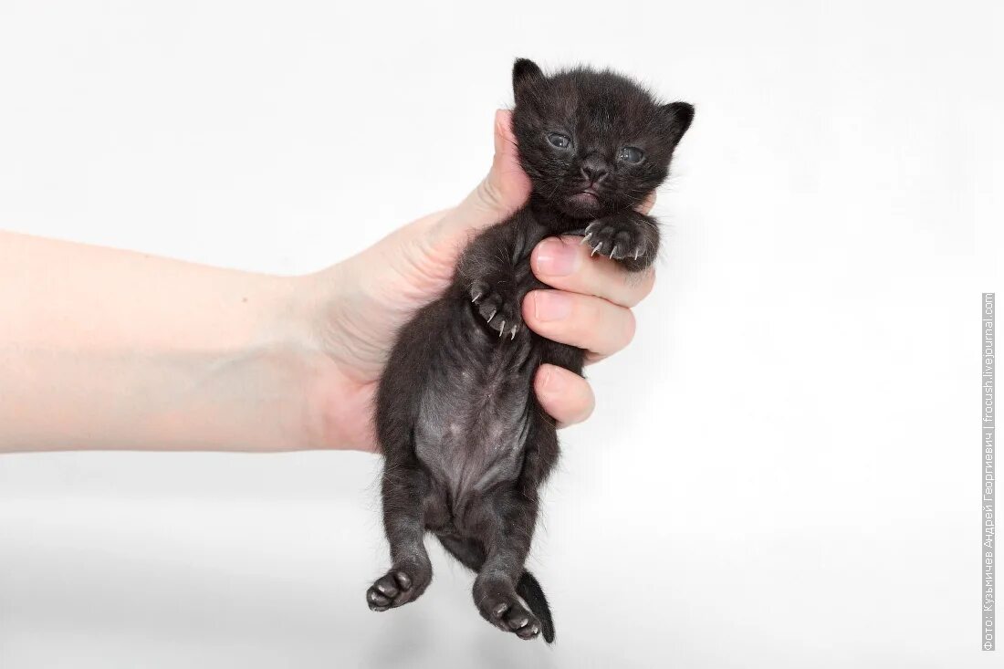 Котенок за шкирку. Новорождённые чёрные котята. Новорожденный черный котенок. Черные Новорожденные котята. Какие котята рождаются у черной кошки