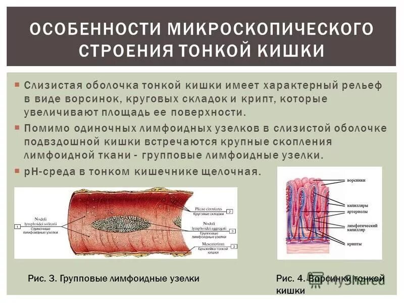 Признаки тонкой кишки