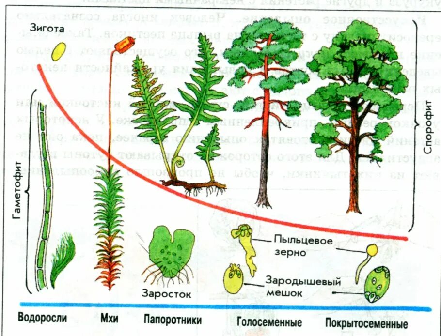 Спорофит какое поколение