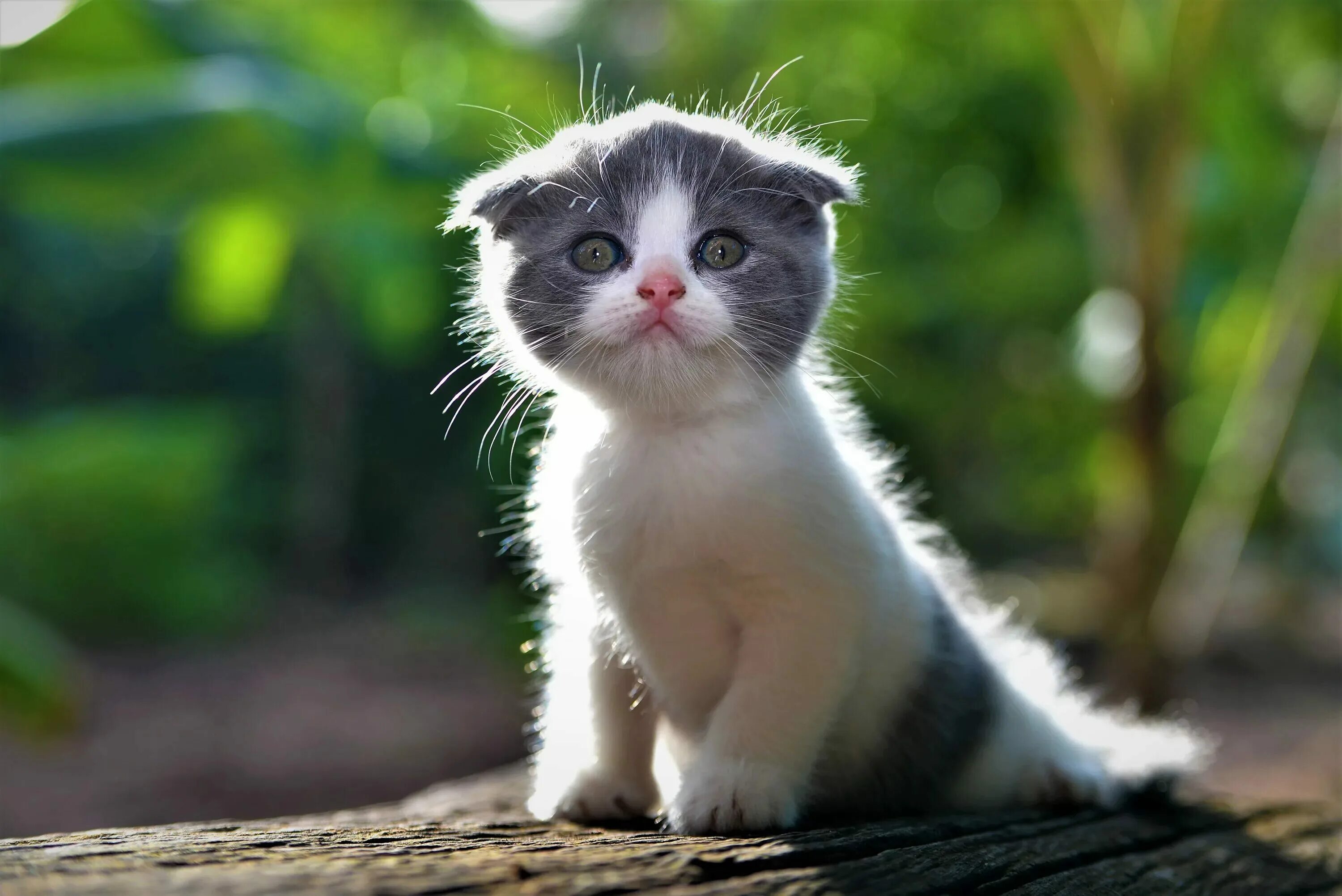 Милая кошка. Милые котики. Милые котики. Скоттиш-фолд шотландская вислоухая котята. Самую милую фотографию котика.