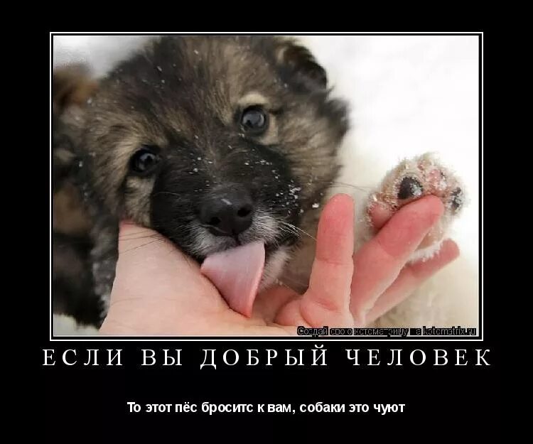 если ты спасешь безнравственного зверя. если ты спасешь безнравственного зверя. хорошие и плохие поступки для детей. хорошие и плохие поступки. аморален.