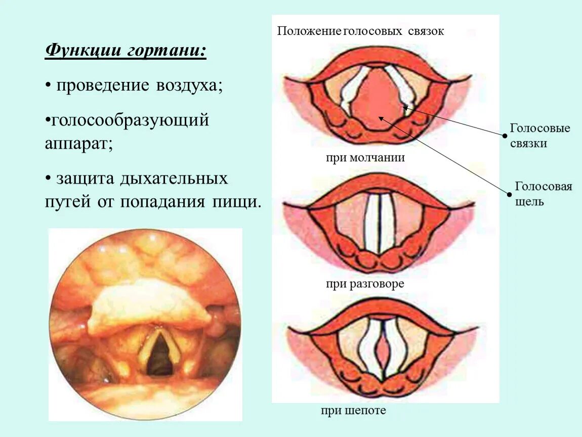 Положение голосовых связок при шепоте. Строение гортани голосовые связки. Голосовые связки особенности строения и функции. Строение гортани и голосовых связок человека. Голосовые связки анатомия строение.