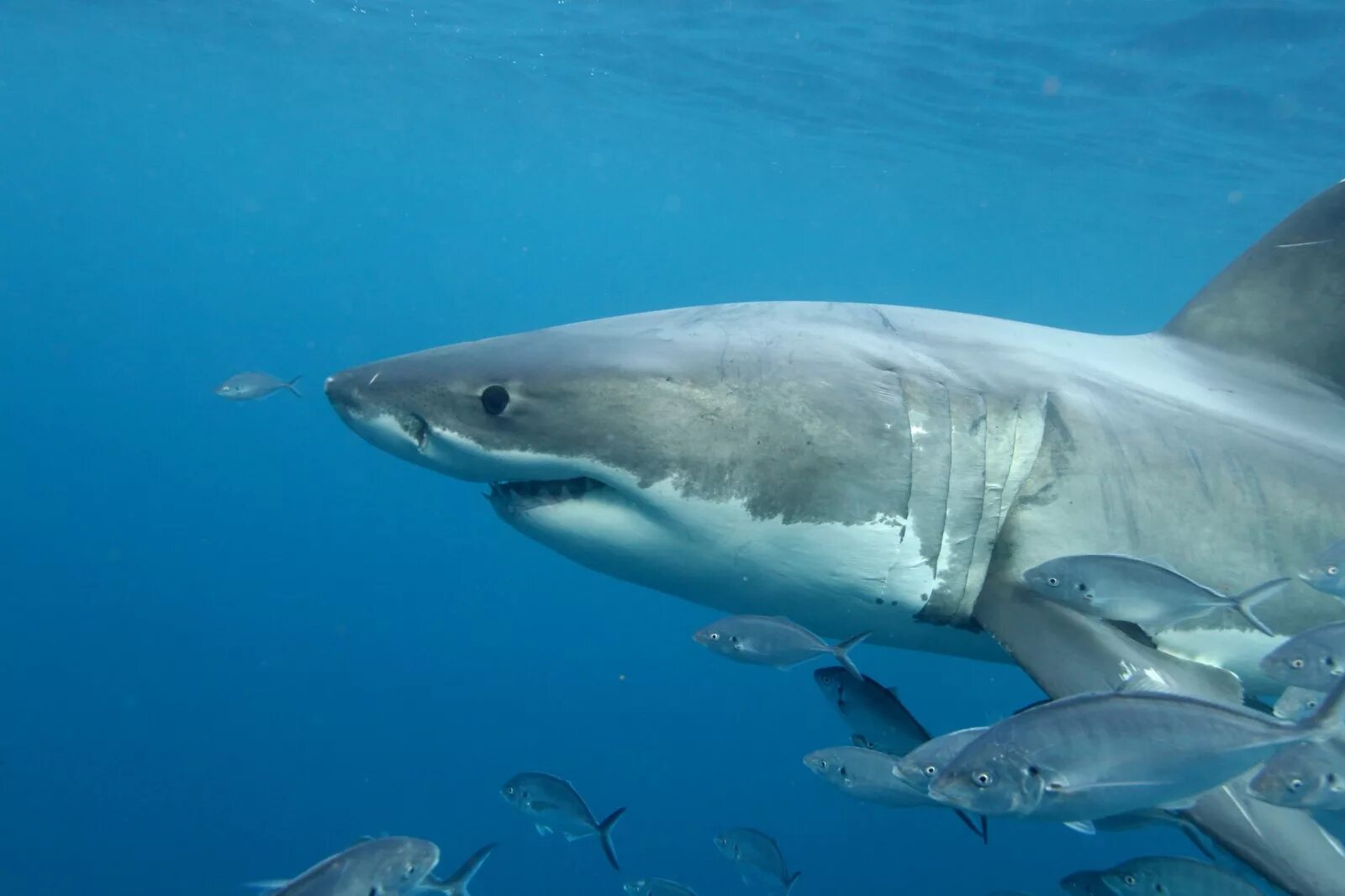 Ocean shark. Тихоокеанская сельдевая акула. Атлантическая сельдевая акула. Аналитическая сельдовая акула. Тихоокеанская сельдёвая (лососёвая) акула.