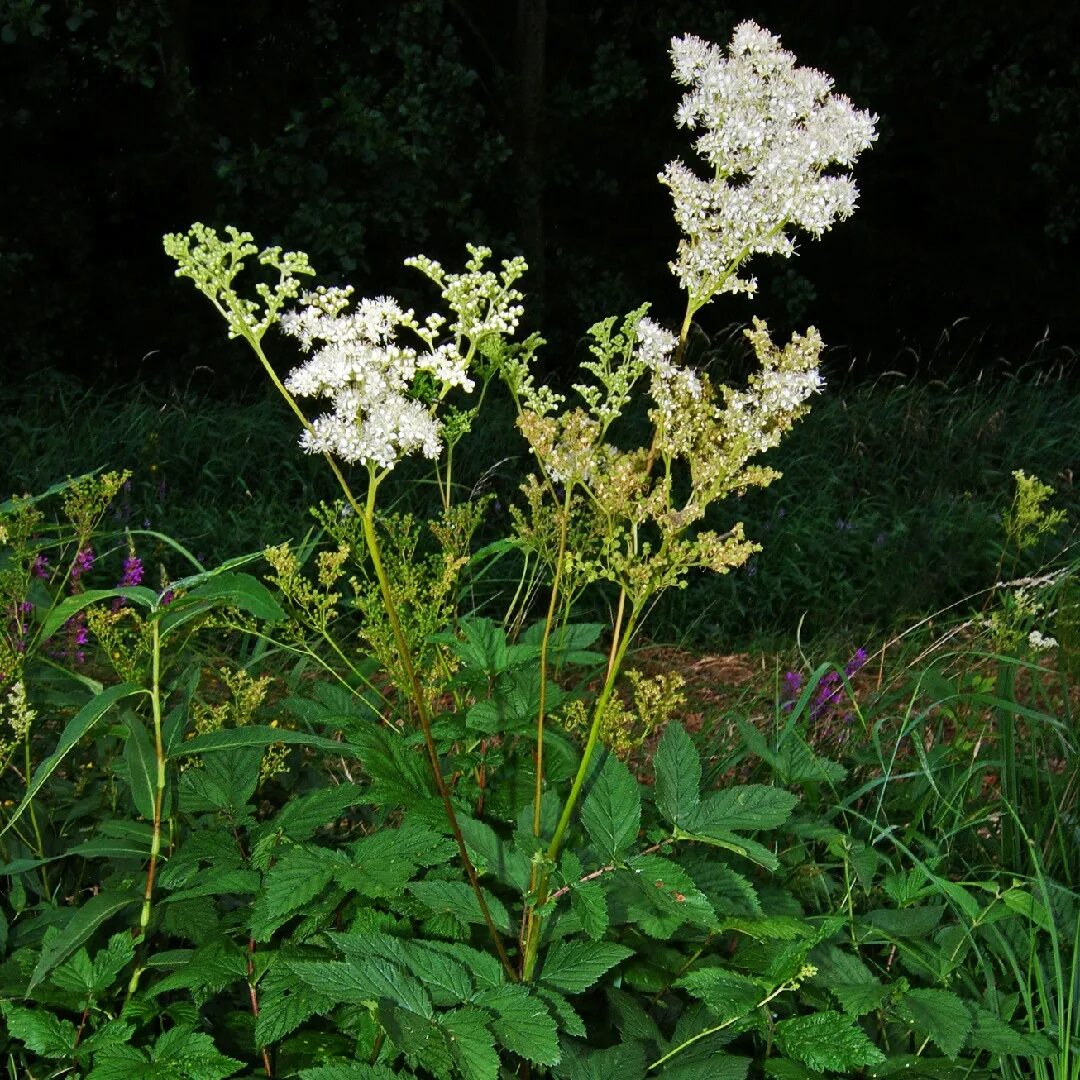 Лабазник вязолистный. Таволга вязолистная. Лабазник вязолистный (Filipendula Ulmaria). Таволга вязолистная (Filipendula Ulmaria).