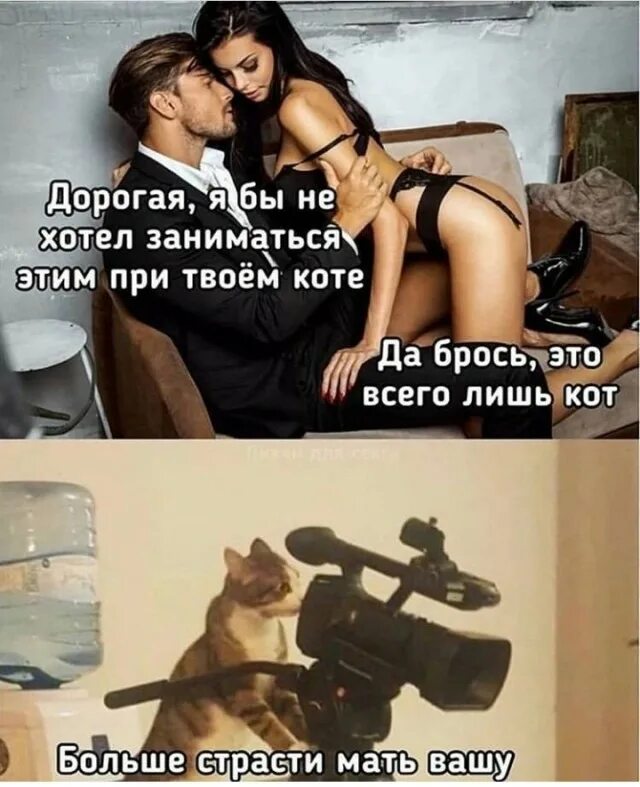 Кот больше страсти. Больше страсти мать вашу кот. страстные приколы. страсть прикол.
