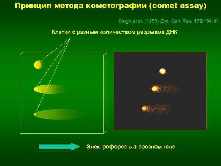 Днк методом tunel. Метод ДНК комет методика. Этапы метода ДНК комет. Метод ДНК-комет (Comet Assay). Метод комет тест.