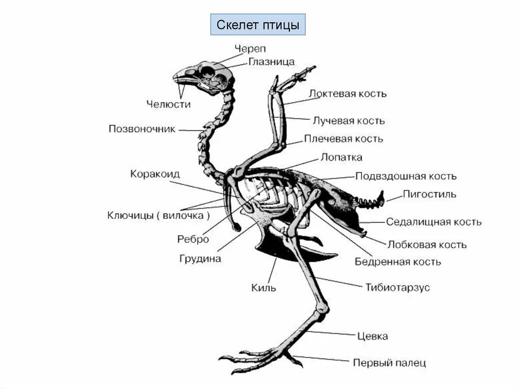 Строение скелета сизого голубя. Строение скелета птицы 7 класс биология. Скелетное строение голубя. Строение скелета птицы голубя.