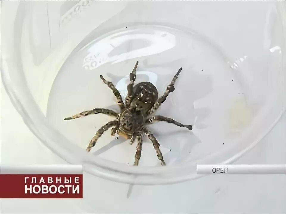 Пауки орловской области фото с названиями