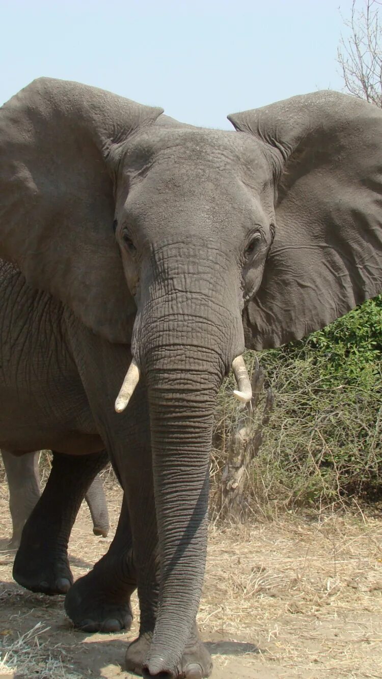 Живой слон цена. Индийский слон с бивнями. Коричневый слон. Бивни слонов. Слоновый бивень.