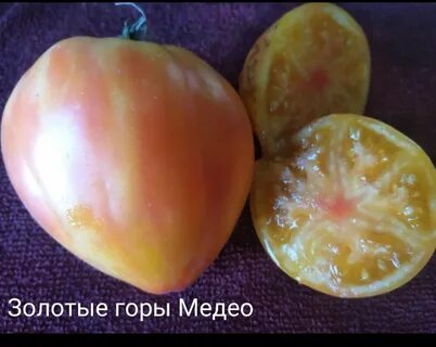 Томат золотые горы