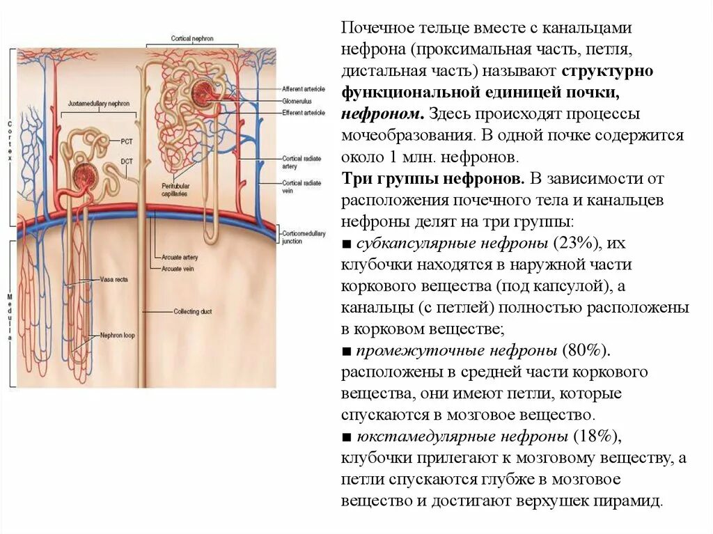 В почке содержится нефронов. Почечные тельца нефронов располагаются в. Нефрон почки почечное тельце. Корковые нефроны. Почечные тельца канальцы почек.