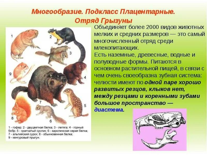 Представители высших животных