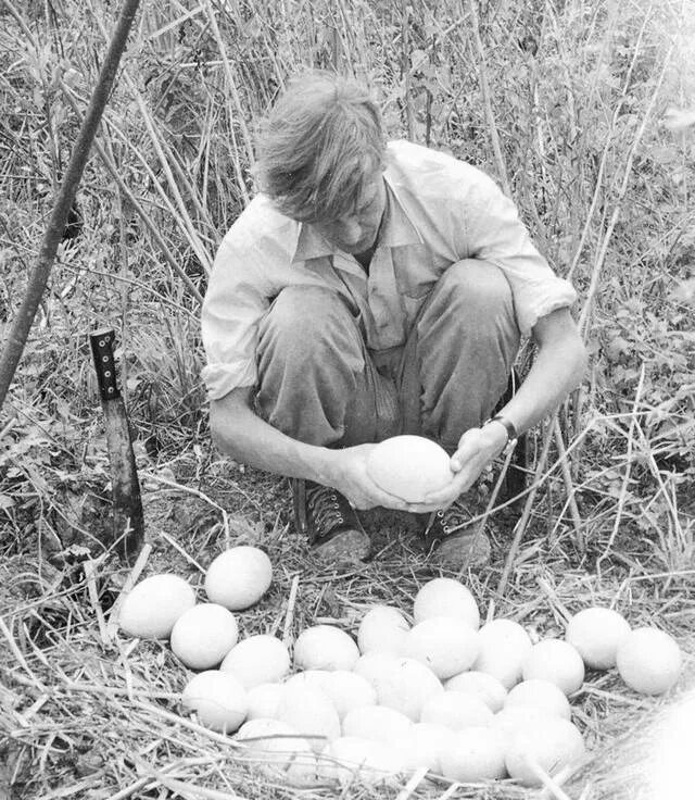 Дэвид Эттенборо путешествие натуралиста. Путешествие натуралиста Дэвид. Дэвид Фредерик Аттенборо в молодости. Гнездо натуралиста.