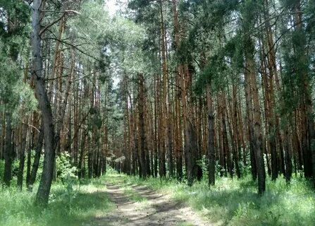 Воронеж лесная поляна массив