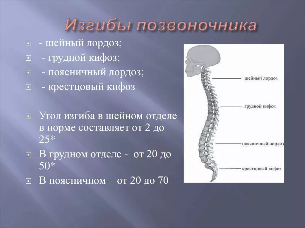 Четыре изгиба позвоночника. Изгибы позвоночника лордоз и кифоз. Шейный нагиб позвоночника лордоз. Кифоз грудной изгиб позвоночника. Норма лордоза в поясничном отделе.