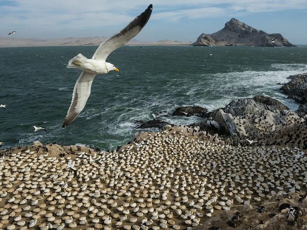 Seabirds it seems