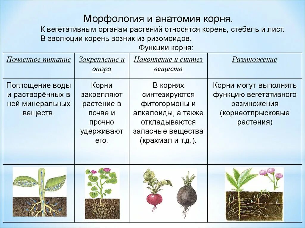 Функции стебля цветка. Особенности вегетативных органов цветковых растений. Строение вегетативного корня. Функции вегетативных органов растений 6 класс. Охарактеризуйте функции вегетативных органов растений.